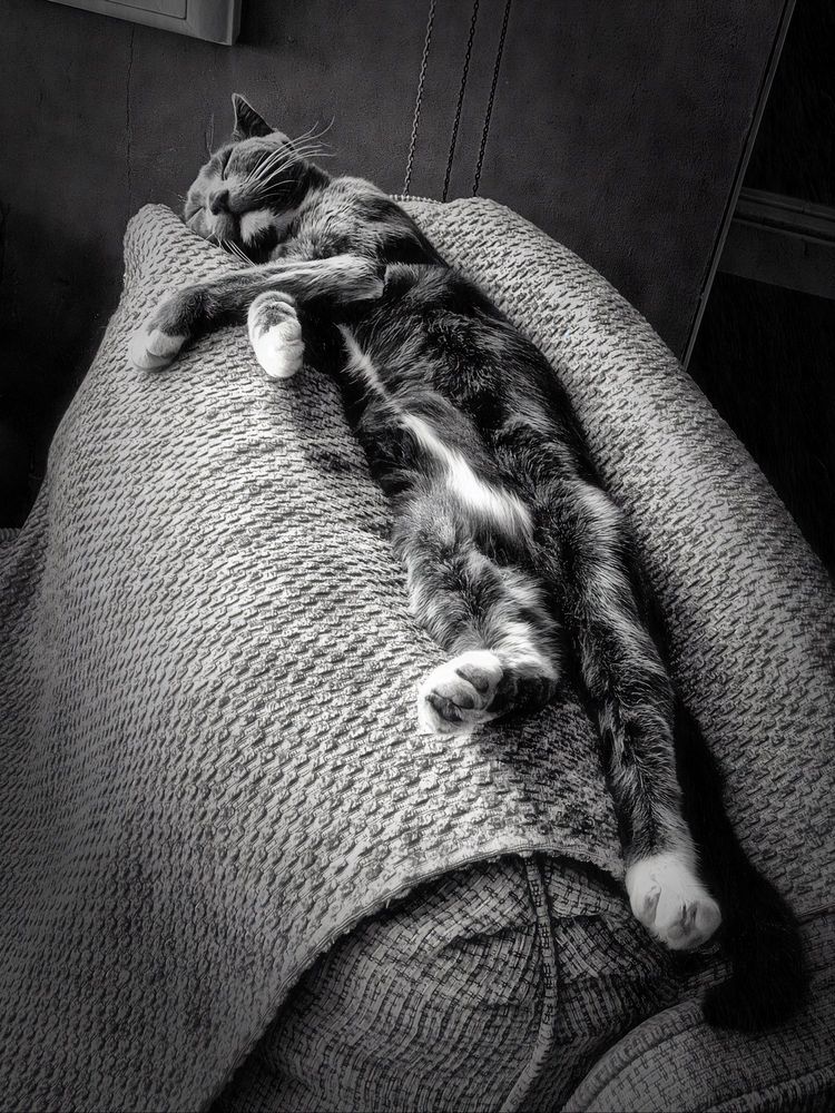 Black & White picture of a cat stretched out on  the back of a chair. ©️BobSegel