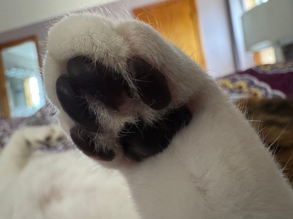 A standard issue cat's rear paw with the black toe beans in focus. 