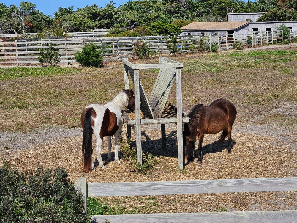 Two ponies, one a piebald and one bay/brown, munching hay from a manger in a paddock. 