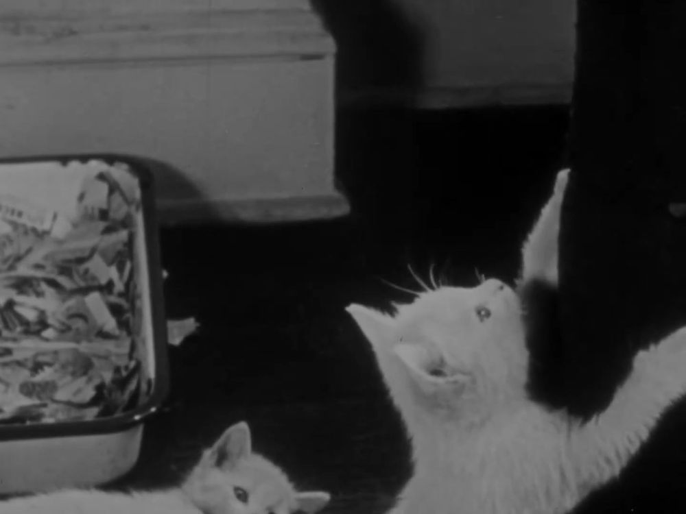 Two white cats are on the floor. One of them has his uppwer paws on something that isn't clearly visible in this photo.