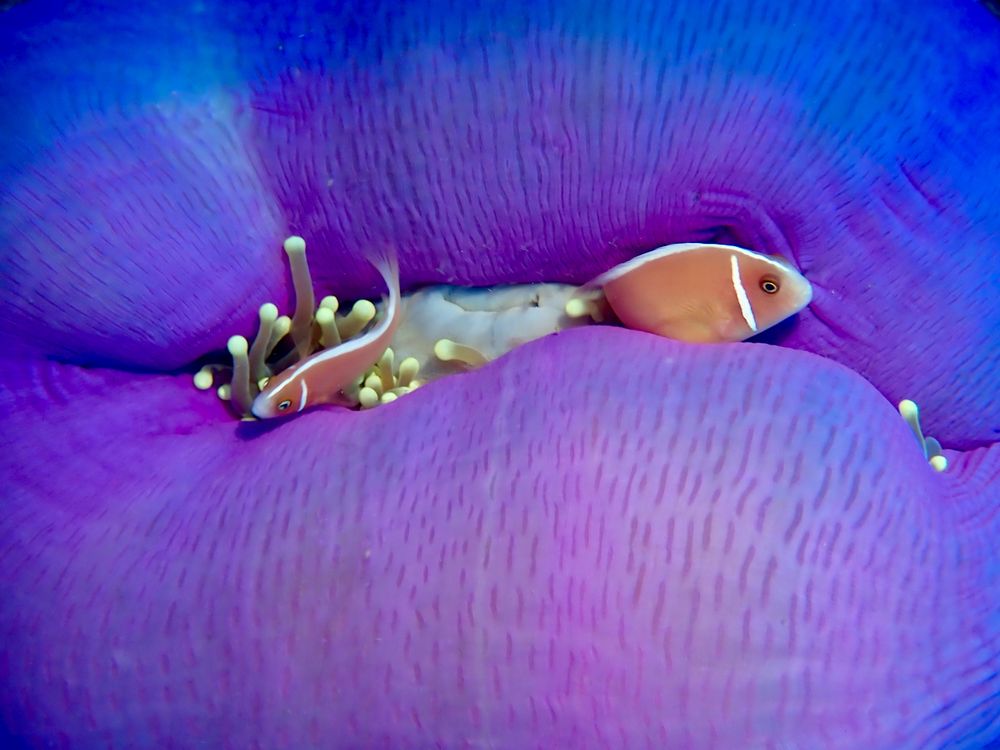 Two anemone fish in a purple anemone.