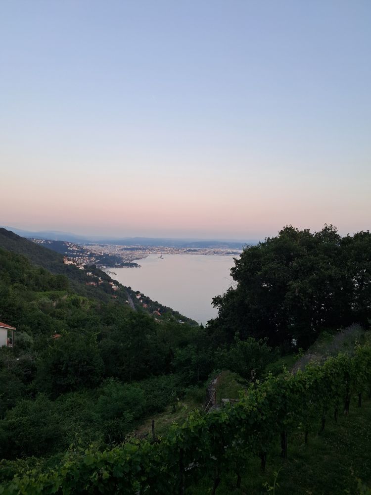 Hilly landscape overlooking the gulf of Trieste