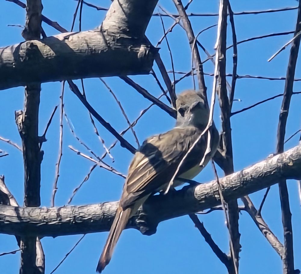 Great Crested Flycatcher sitting on a branch lookin' derpy.