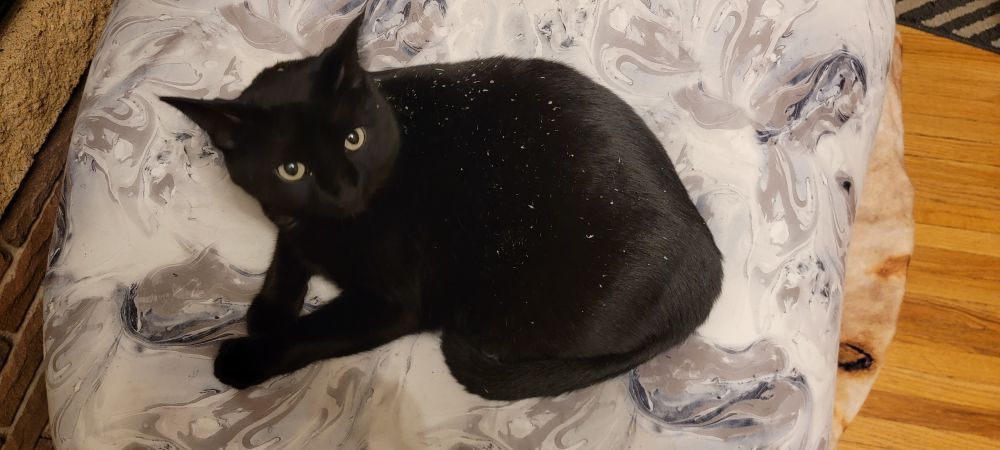 Hojo, a black cat with yellow/green eyes, peers up from his giant pillow. 