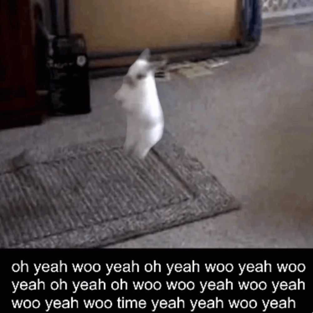 a white cat is jumping in the air with a caption that says oh yeah woo yeah