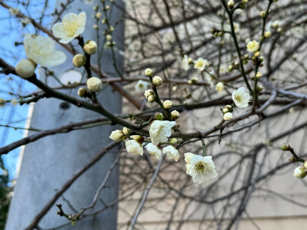 白い梅の花