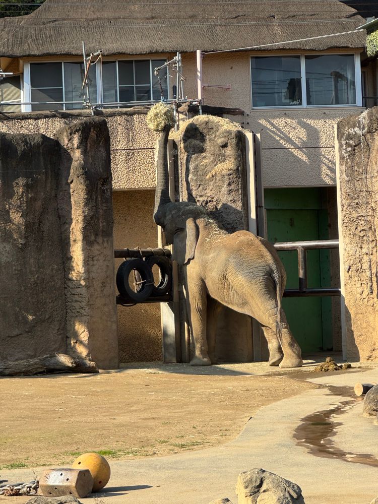 象が草の玉を食べています