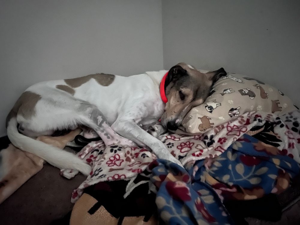 Kreshnik all cozy in his room in his pile of blankets and pillow