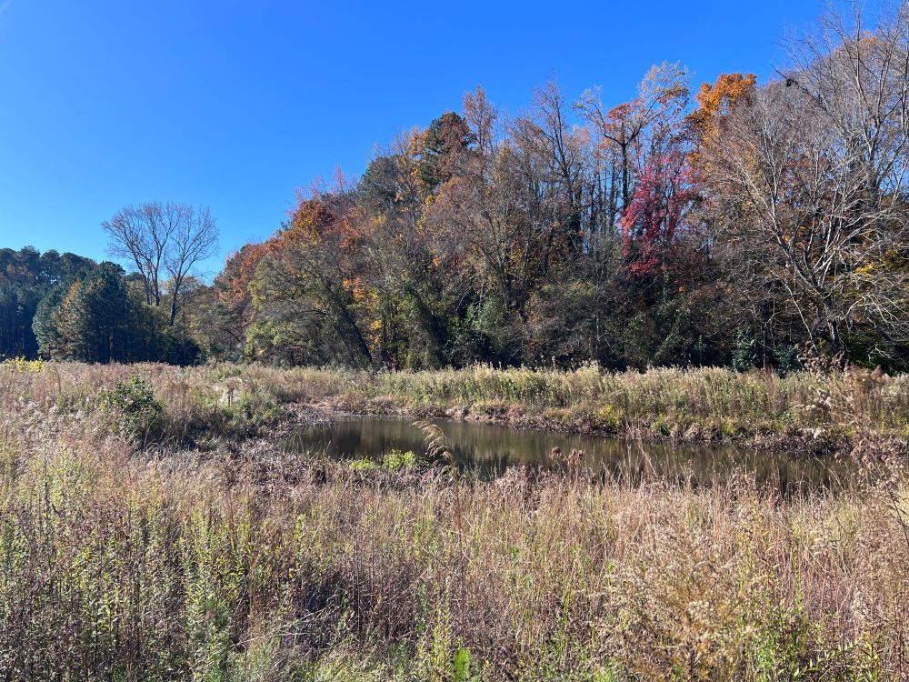 A wetland at a local city park