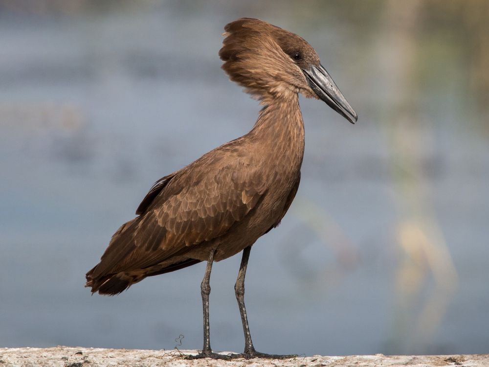 Hamerkop
Source: https://ebird.org/species/hamerk1?siteLanguage=en_GB