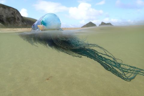 Source: https://www.wildlifetrusts.org/wildlife-explorer/marine/colonial-creatures/portuguese-man-owar