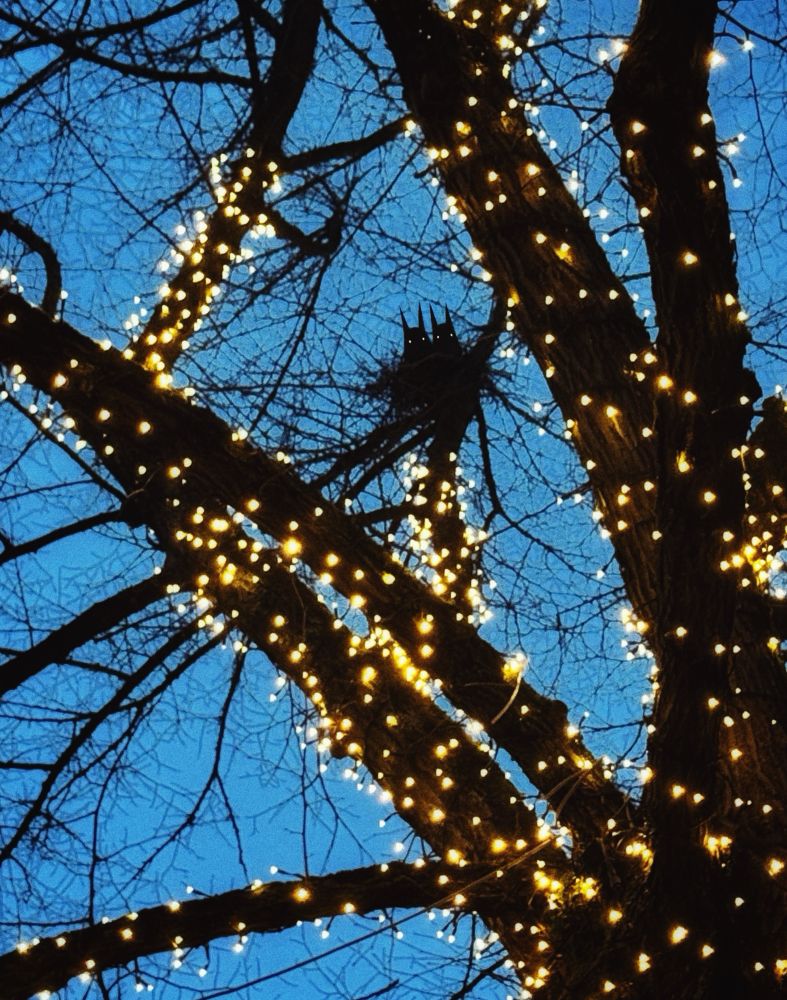 A view of a tree adorned with string lights, set against a twilight blue sky. Two black cute creatures sitting in a nest in the branches 