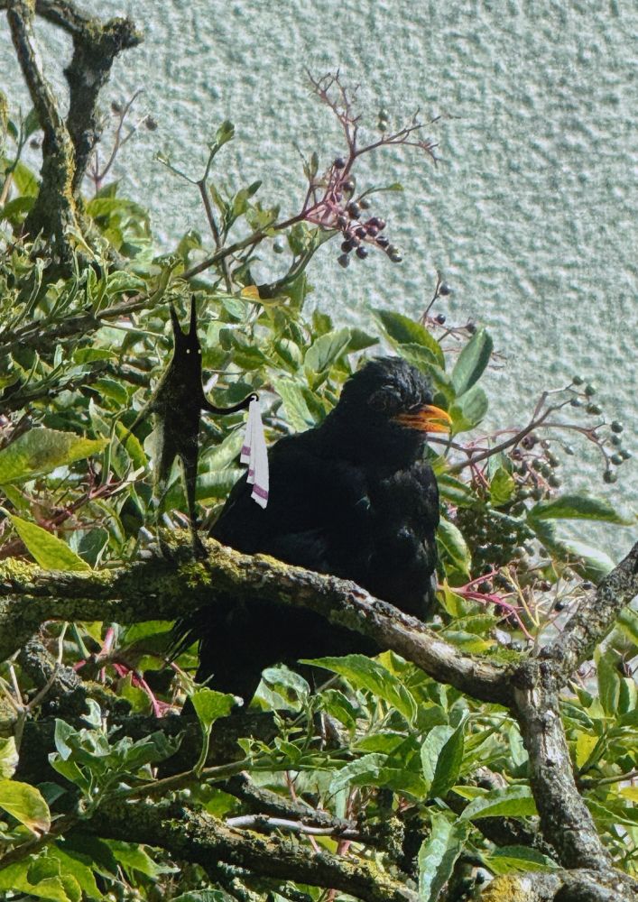 Illustrated photo: a wet blackbird in an elder bush. At her side is a horned creature handing her a towel.