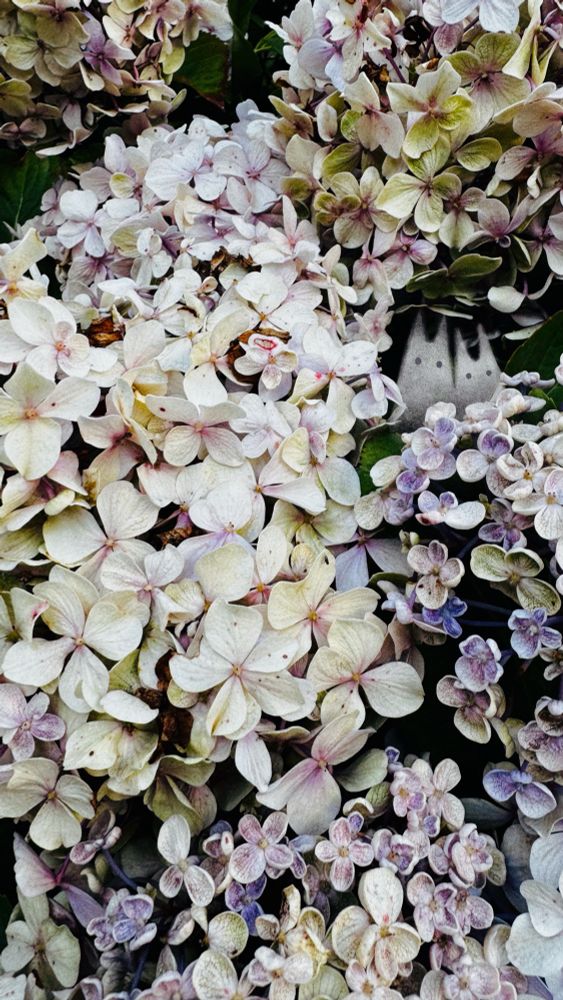 Illustriertes Foto: zwei kleine weiße Wesen sitzen beieinander in den großen Blüten einer in allen weiß-Nuancen blühenden Hortensie