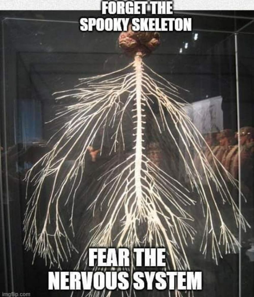 Photo of a model of the human nervous system with meme text over it stating: "Forget the spooky skeleton. Fear the nervous system".