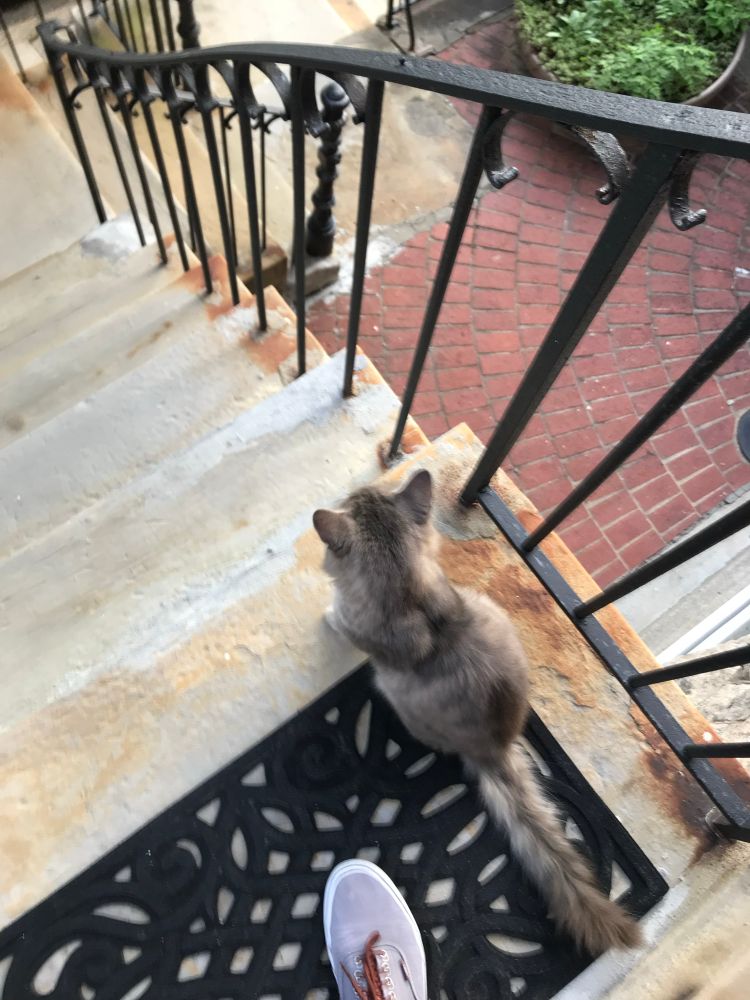 Gray stray on brownstone doorstep in cinci 