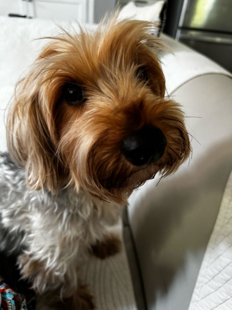 Schnorkie dog looking over his shoulder at camera 