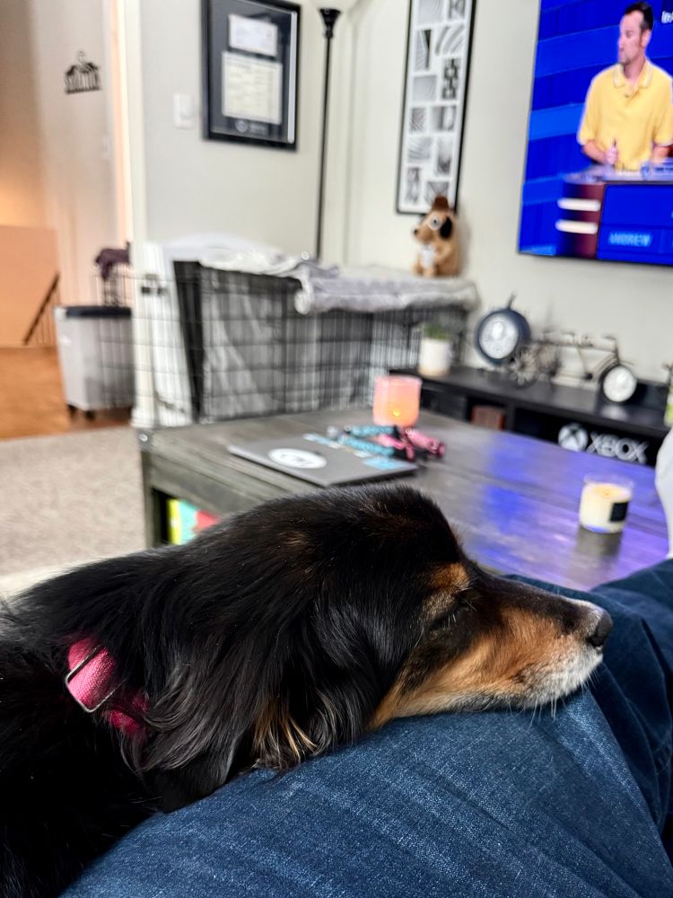 A black and tan Australian shepherd dog with a pink collar rests its head on a person’s lap, who is wearing blue jeans. In the background, a living room is visible with a coffee table holding candles, keys, and a laptop. A television screen displays a game show contestant wearing a yellow shirt. A dog crate covered with blankets is also present, along with a stuffed animal sitting on top. The setting is cozy and well-lit.