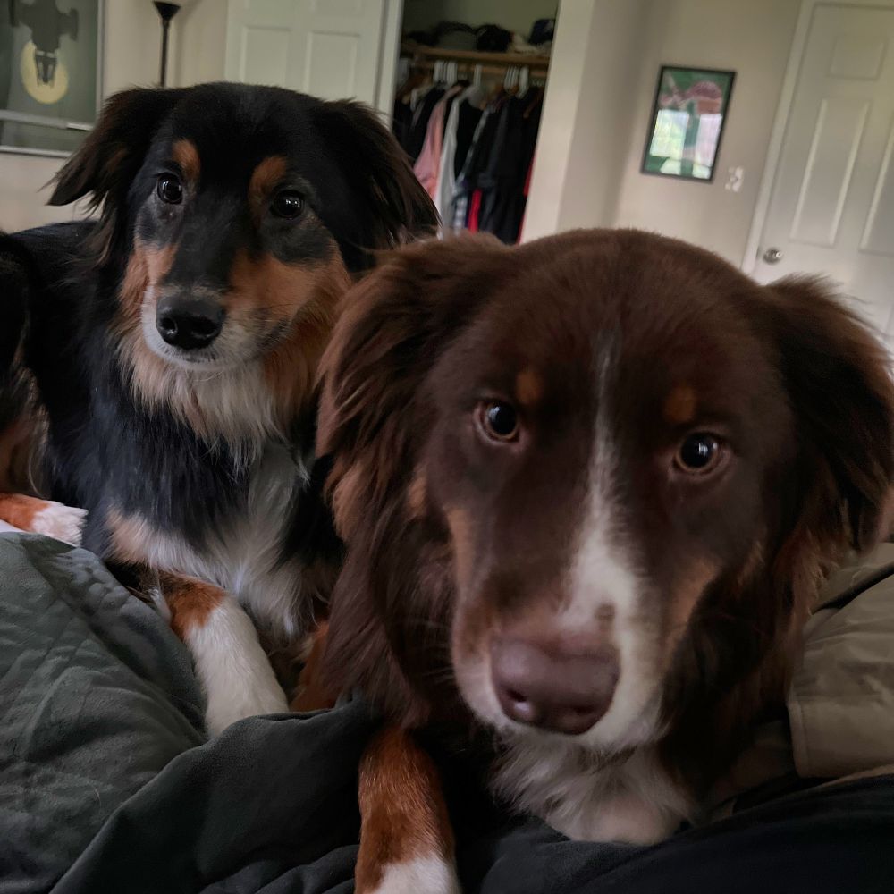 Two Australian shepherd dogs