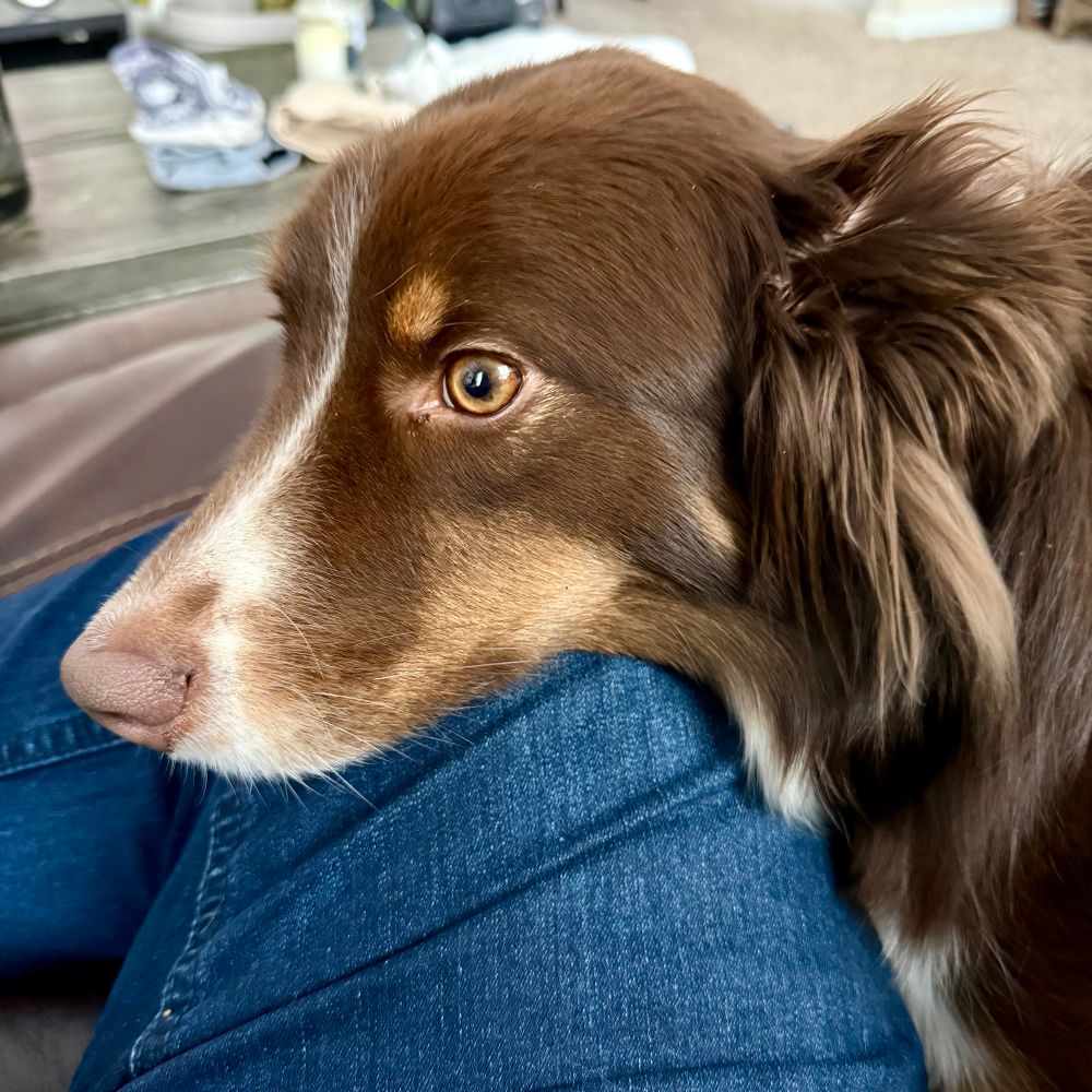A close-up photo of a brown Australian Shepherd dog resting its head on a person’s lap, which is covered in blue denim jeans. The dog’s eyes are golden-brown, and its fur is a mix of rich chocolate brown, tan, and white. The background is slightly blurred, showing a living room setting with a coffee table and various household items. The dog appears calm and relaxed.