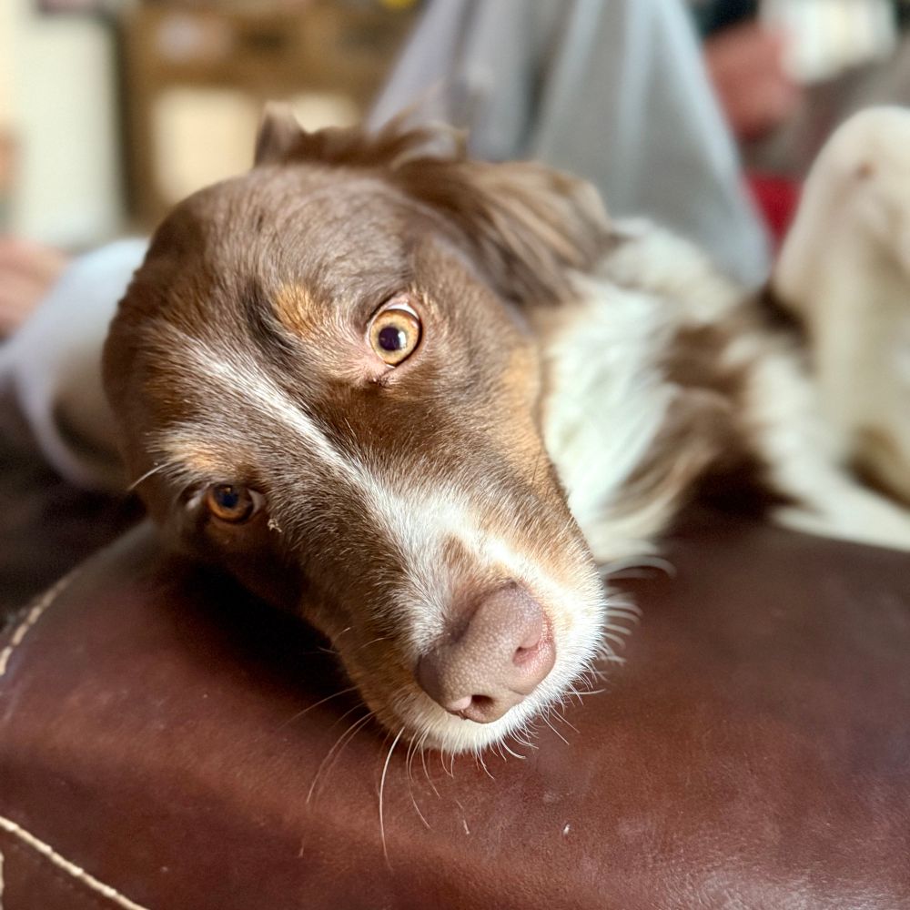 An Australian shepherd dog 