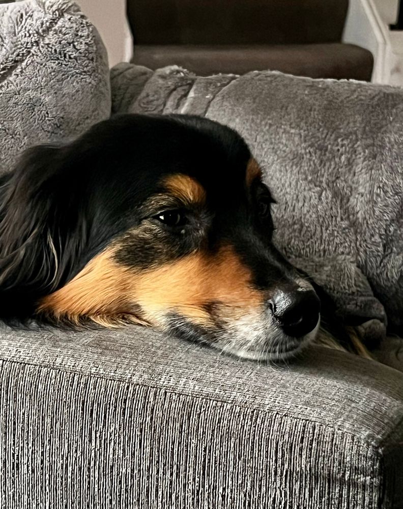 An Australian shepherd dog 