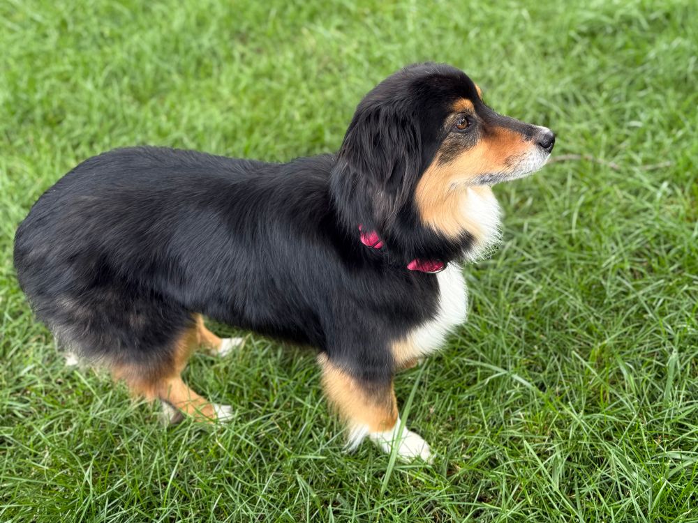 A small black and tan Australian shepherd dog with a fluffy coat and a pink collar stands alert on green grass, facing to the right. The dog has white markings on its chest and paws and a calm, attentive expression.