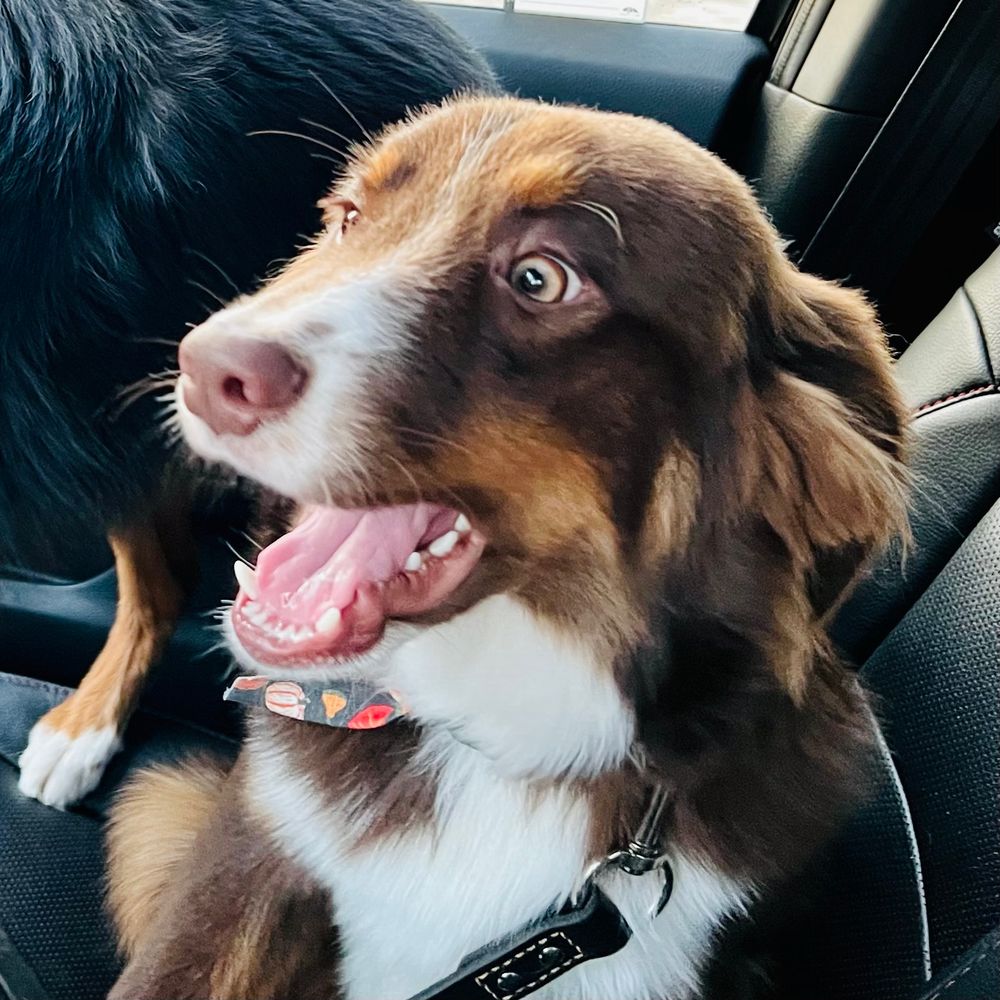 The image shows a freaked out dog, possibly an Australian Shepherd or similar breed, with brown, white, and tan fur. The dog appears excited, with its mouth open, showing teeth, and wide eyes. It is sitting inside a car, with part of another dog’s fur visible in the background.