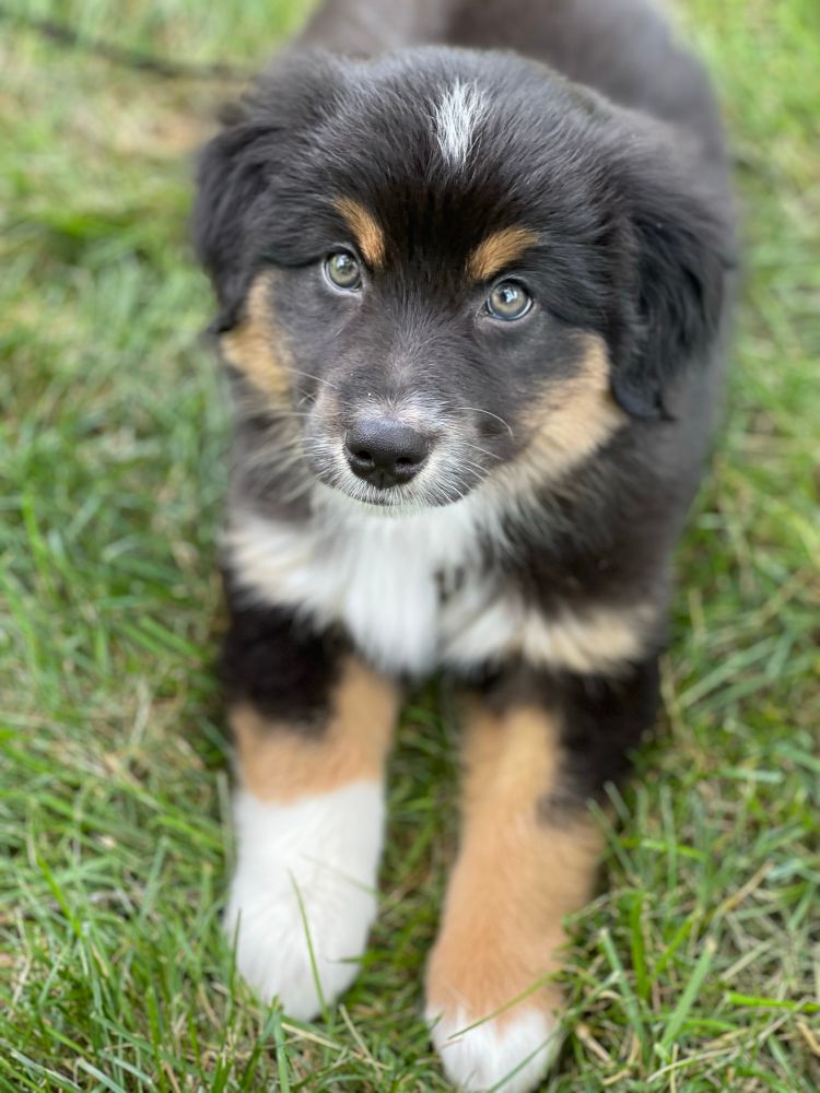 An Australian shepherd dog 