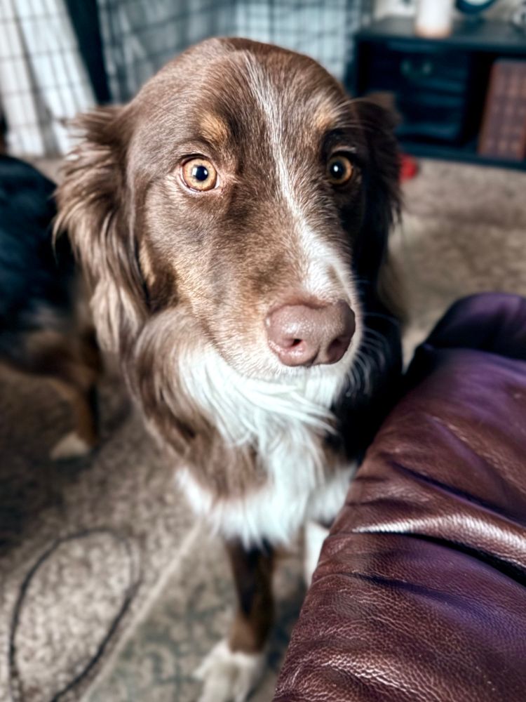 An Australian shepherd dog