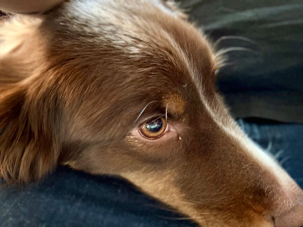 An Australian Shepherd dog