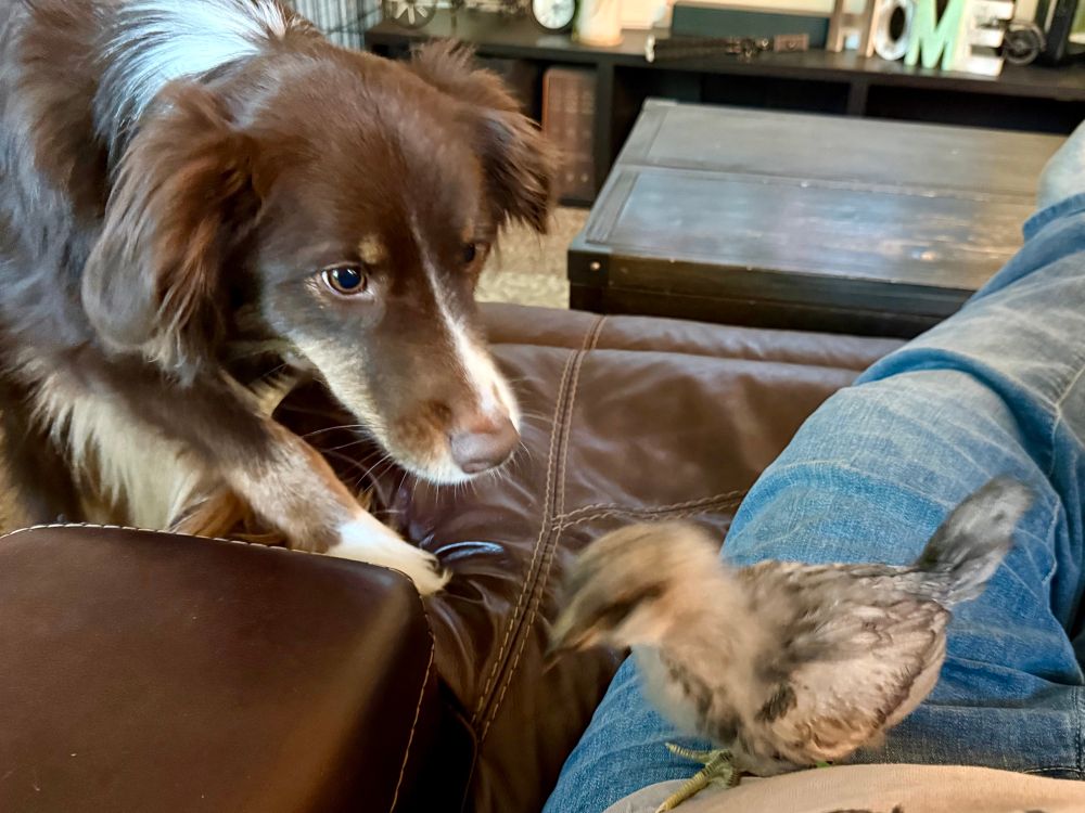 An Australian shepherd dog and a chick 