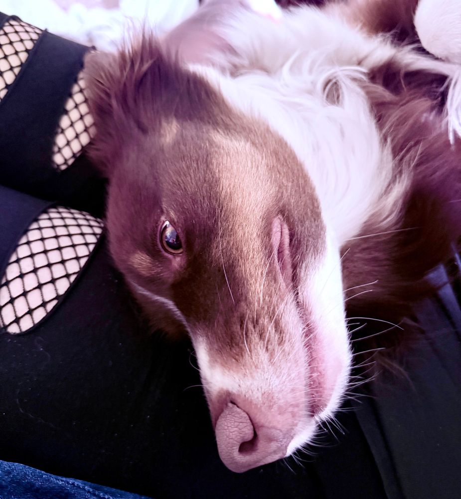 An Australian shepherd dog 