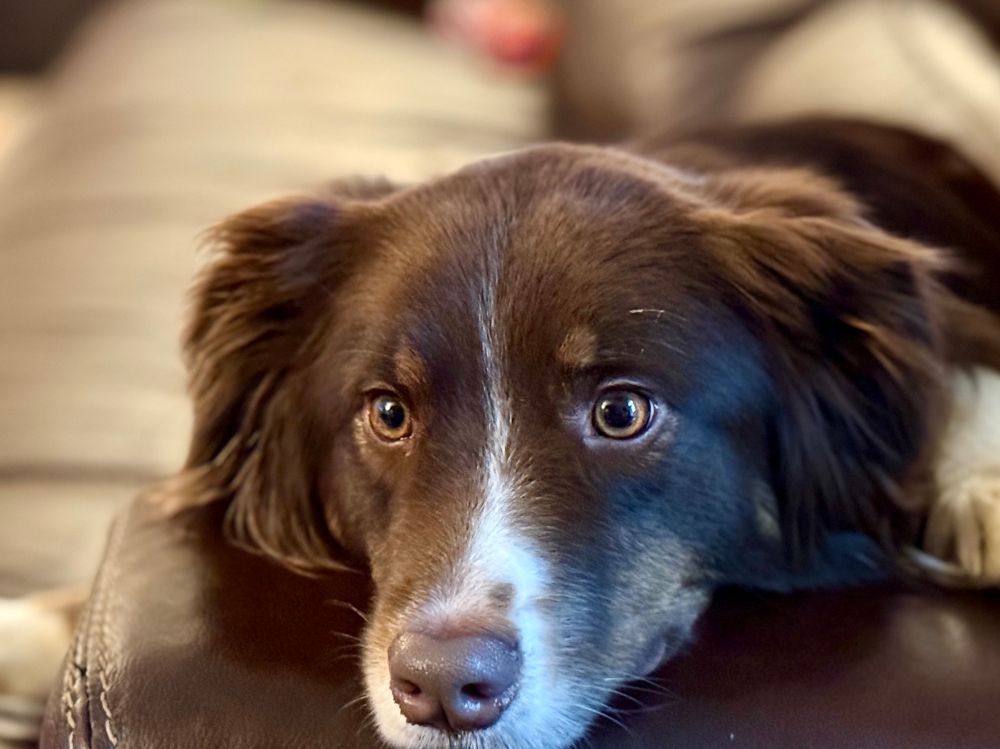 And Australian shepherd dog