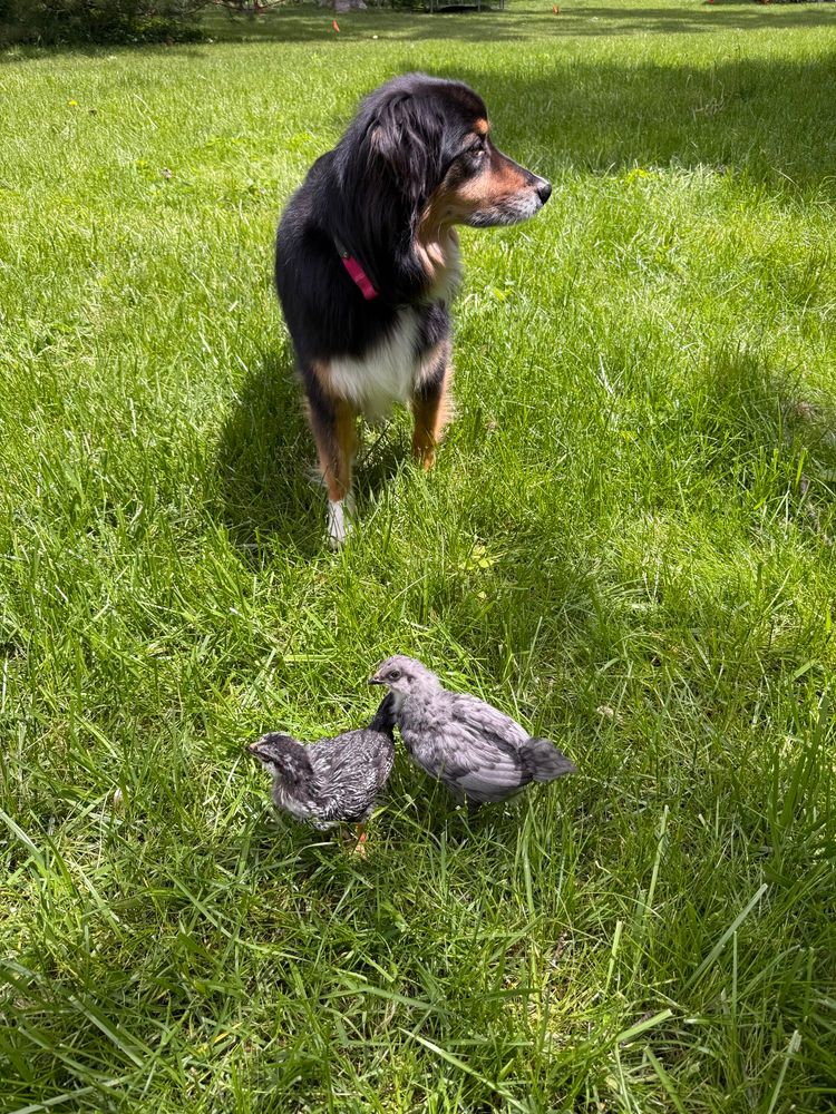 Two grey chicks in the grass with an Australian shepherd dog behind them 