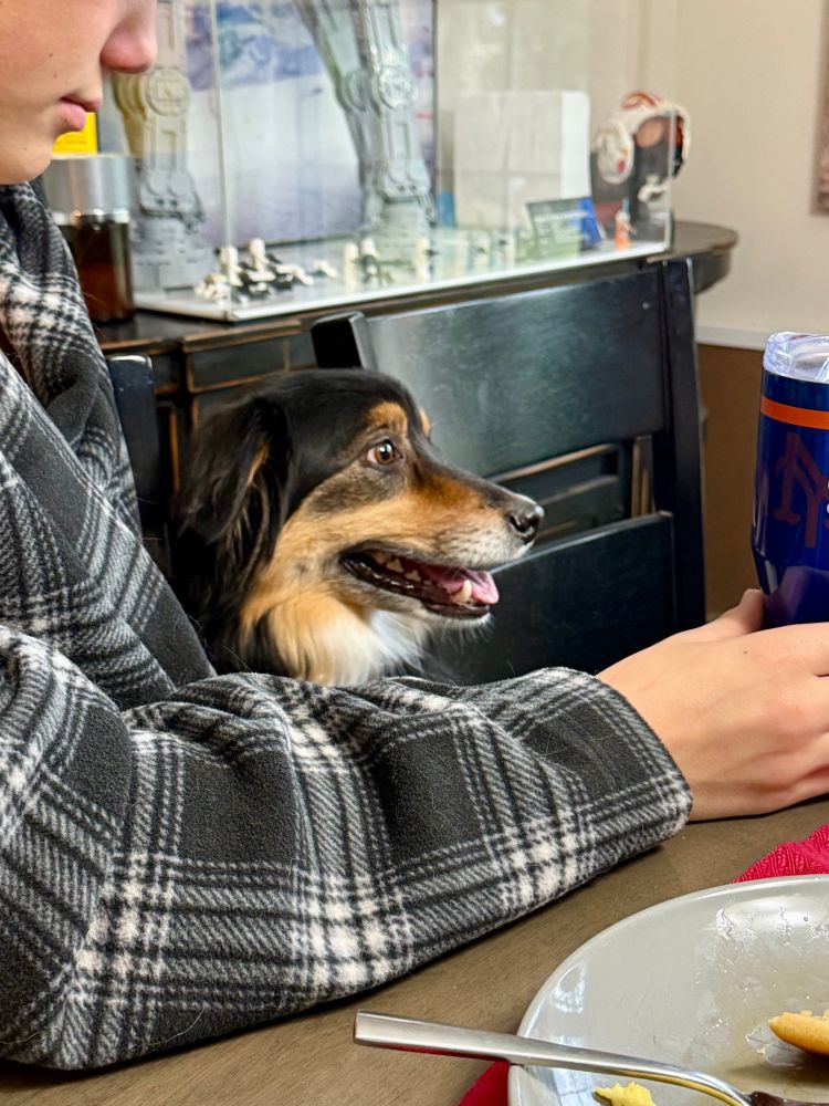 An Australian shepherd dog sitting at a table 