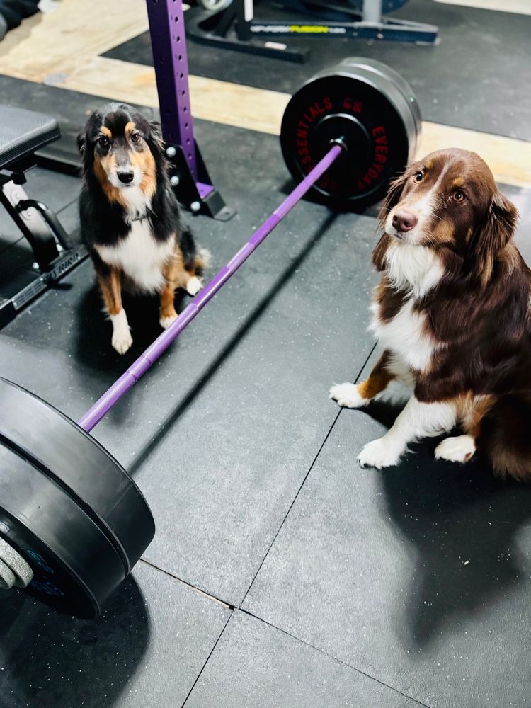 Two Australian shepherd dogs and a barbell 