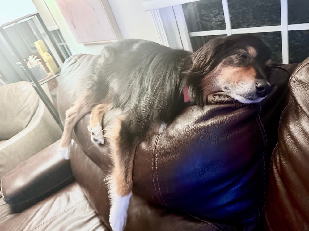 An Australian Shepherd, dog asleep on the couch