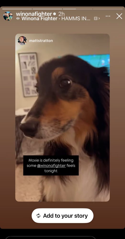 The image shows an Instagram story featuring a close-up of a dog’s face with expressive eyes. Overlaid text reads, “Moxie is definitely feeling some @winonafighter feels tonight,” referencing the dog’s mood. The Instagram handle “winonafighter” is displayed at the top, along with “HAMMS IN…” suggesting the mood or atmosphere of the story. The story also includes an option to “Add to your story” at the bottom.