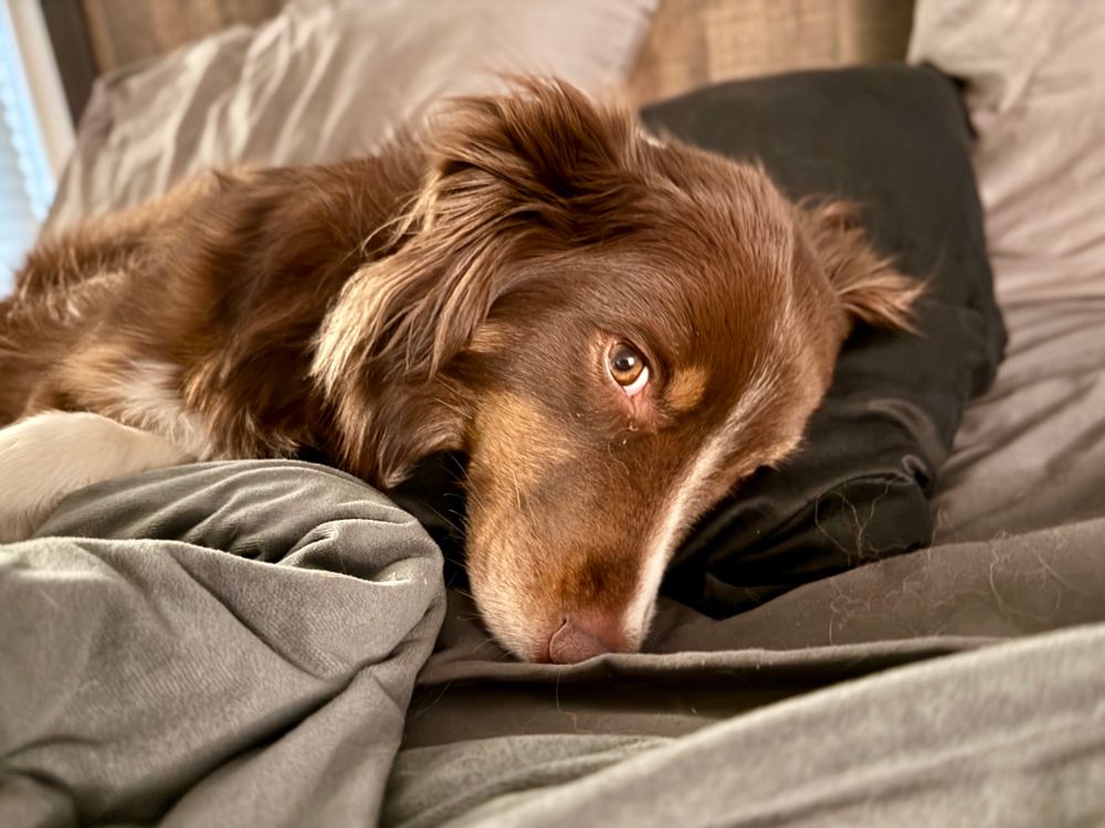 A red tri colored Australian shepherd dog 