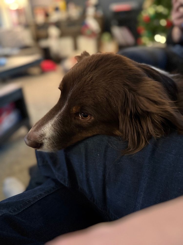 An Australian shepherd dog 