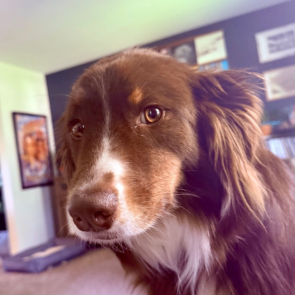 An Australian Shepherd dog looking cute 