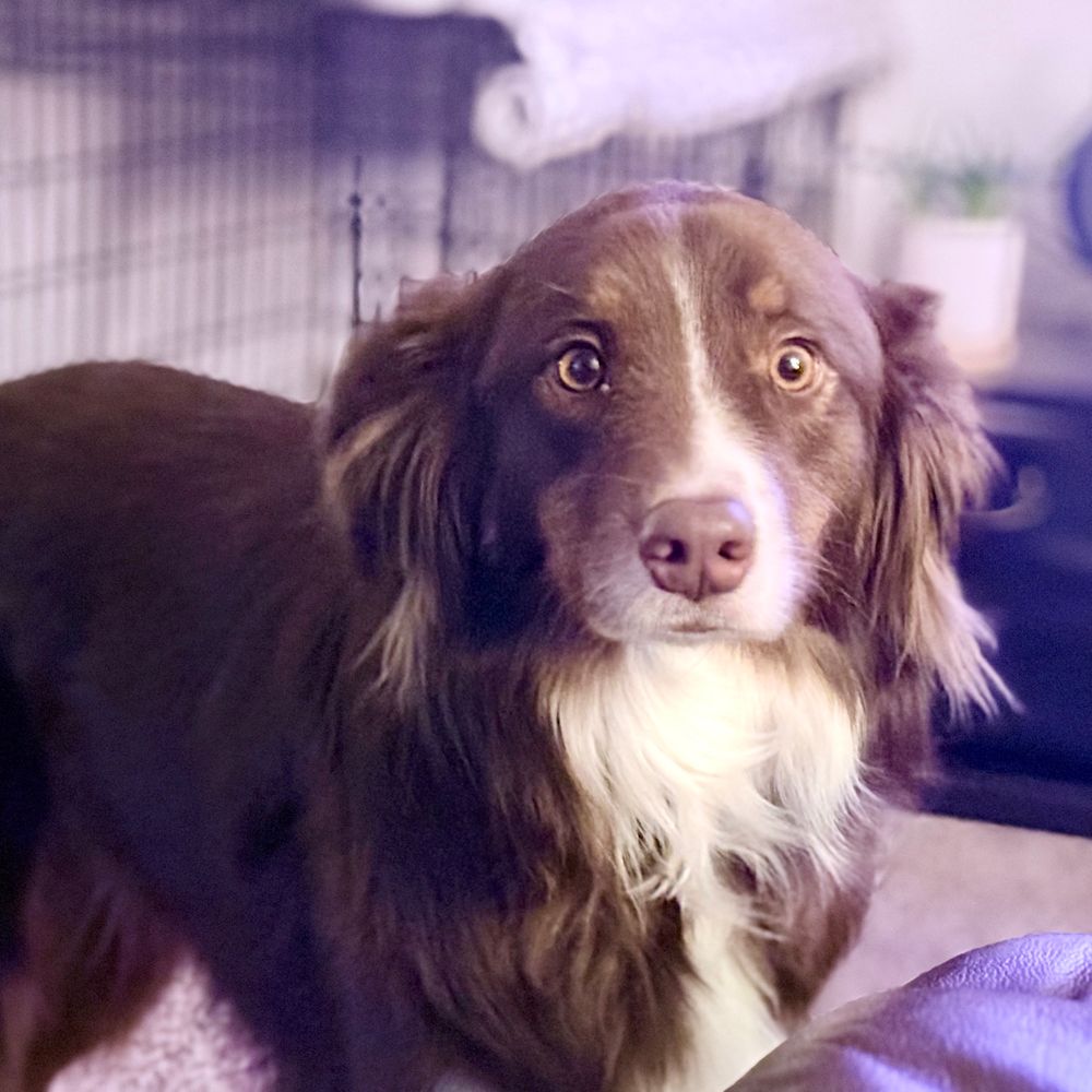 An Australian shepherd dog