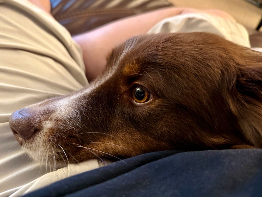 An Australian shepherd dog 