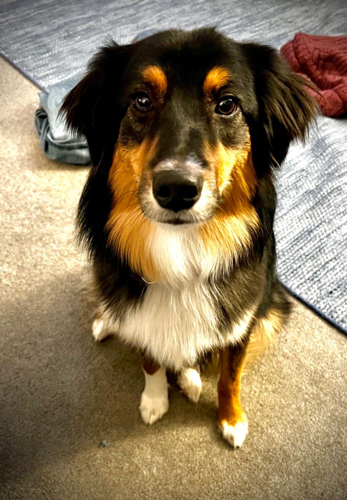 An Australian shepherd dog 