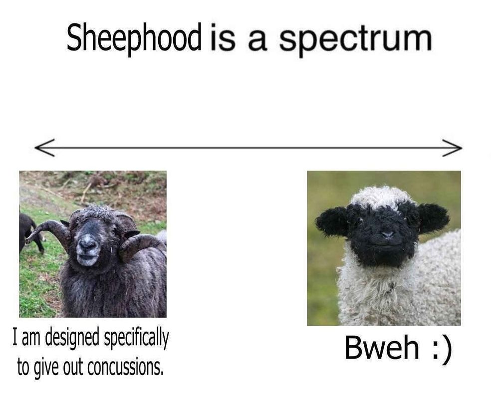 Sheephood is a spectrum. 

Under a picture of a long horned ram on left: I am designed specifically to give out concussions. 

Under a picture of a little lamb on the right: Bweh :)