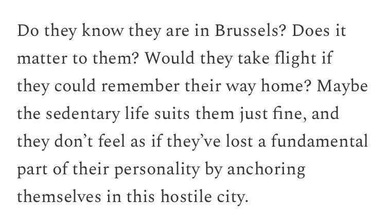 Do they know they are in Brussels? Does it matter to them? Would they take flight if they could remember their way home? Maybe the sedentary life suits them just fine, and they don’t feel as if they’ve lost a fundamental part of their personality by anchoring themselves in this hostile city.