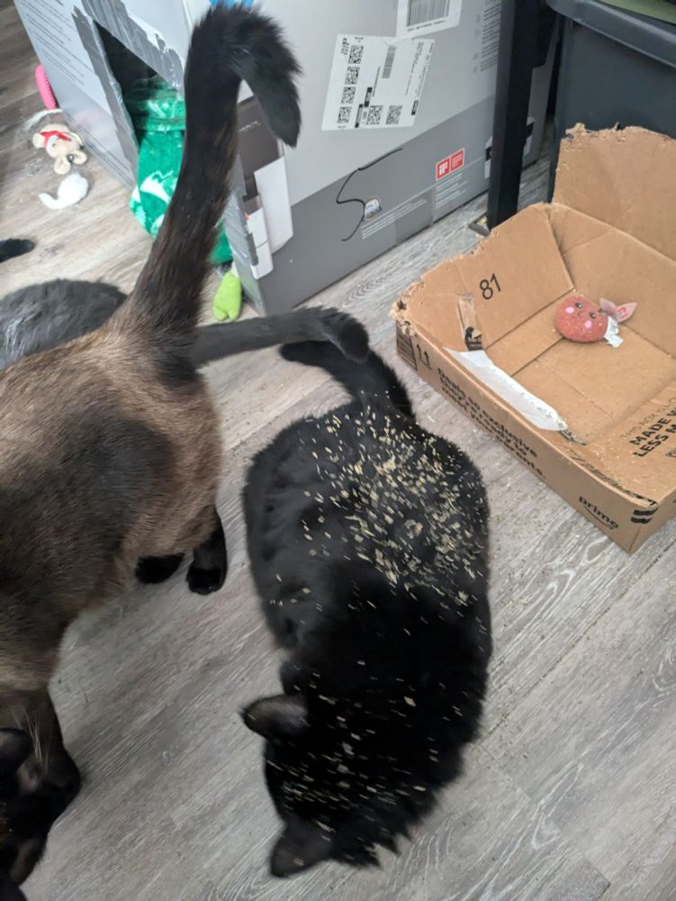 My black / bombay cat, Sushi, covered in catnip after tipping the container onto herself.