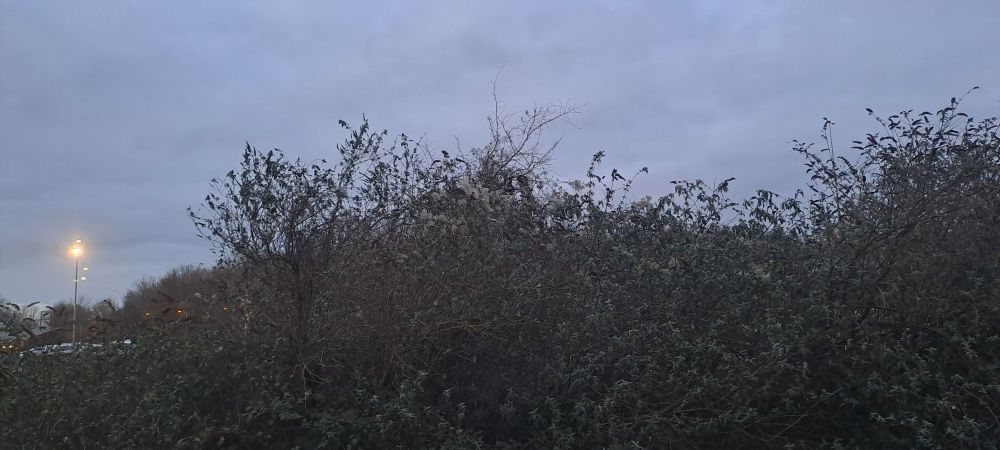 Lots of buddleia. A carpark spotlight. Darkening sky