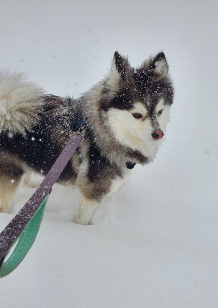 A fluffy dog with black and white fur standing in the snow, with snow falling around him.